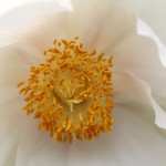 ぼたん（牡丹）Paeonia suffruticosa_1 (2)