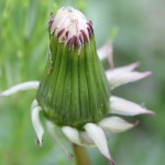 せいようたんぽぽ（西洋蒲公英）Taraxacum officinale_14