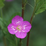 あかばなゆうげしょう（赤花夕化粧）Oenothera rosea_1 (2)