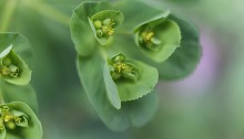 とうだいぐさ（燈台）Euphorbia helioscopia (1)