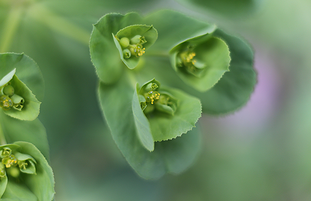 とうだいぐさ（燈台）Euphorbia helioscopia (1)