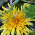 せいようたんぽぽ（西洋蒲公英）Taraxacum officinale_16