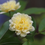 もっこうバラ（木香茨、木香薔薇）Rosa banksiae_1