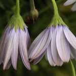 オステオスペリマムOsteospermum_1 (7)