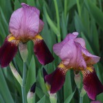 ジャーマンアイリス Iris germanica