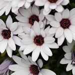 オステオスペリマムOsteospermum_1 (3)