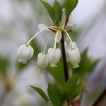 どうだんつつじ（満天星躑躅） Enkianthus perulatus_1