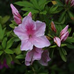 つつじ（躑躅）Rhododendron_1 (5)