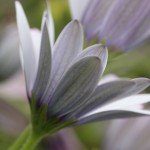 オステオスペリマムOsteospermum_1 (6)