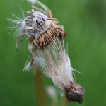 せいようたんぽぽ（西洋蒲公英）Taraxacum officinale_08