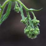 はるじおん（春紫苑）Erigeron philadelphicus_1