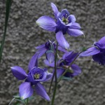 おだまき（苧環）Aquilegia (4)