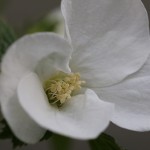 783.しろやまぶき（白山吹）Rhodotypos scandens_0