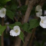 783.しろやまぶき（白山吹）Rhodotypos scandens_0 (1)