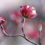 780.はなみずき （花水木）Cornus florida_0 (4)