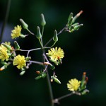 おにたびらこ（鬼田平子）Youngia japonica_1 (2)
