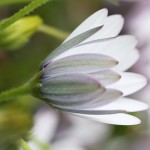 オステオスペリマムOsteospermum_1 (8)