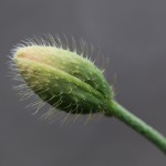 ながみひなげし（長実雛芥子）Papaver dubium (2)