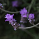 ラベンダーLavandula (3)