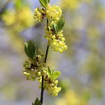 くろもじ（黒文字）Lindera umbellata (2)