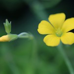 かたばみ（酢漿草）Oxalis corniculata_1 (2)