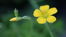 かたばみ（酢漿草）Oxalis corniculata_1 (2)