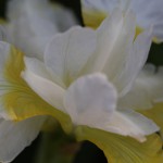 あやめ（菖蒲、綾目）Iris sanguinea (3)