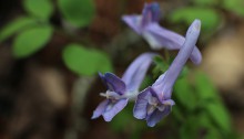 えぞえんこぐさ（蝦夷延胡索）corydalis ambigua (2)