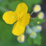 くさのおう（草ノ王）Chelidonium majus L. var. asiaticum