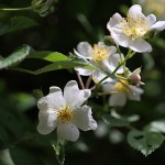 のいばら（野茨）Rosa multiflora (3)