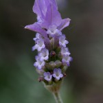 ラベンダーLavandula (2)