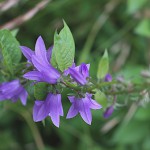 カンパニュラ ラプンクロイデCampanula rapunculoides (5)