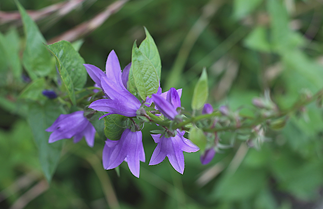 カンパニュラ ラプンクロイデスcampanula Rapunculoides ウロウロ よろよろ フラフラ