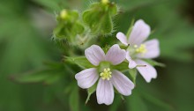 812.アメリカふうろ （亜米利加風路）Geranium carolinianum_1