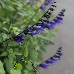 サルビア・ガラニティカ Salvia guaranitica (4)