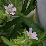 812.アメリカふうろ （亜米利加風路）Geranium carolinianum_1 (3)