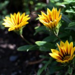 ガザニアGazania (1)