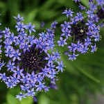 シーラ・ペルビアナ scilla peruviana (4)