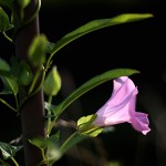 ひるがお（昼顔）Calystegia japonica (2)