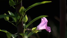 ひるがお（昼顔）Calystegia japonica (2)