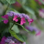 額紫陽花　Hydrangea macrophylla f.normalis (4)