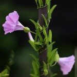 ひるがお（昼顔）Calystegia japonica (1)