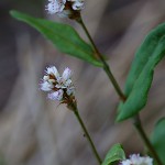 819.つるそば （蔓蕎麦）Persicaria chinensis (4)