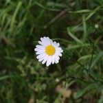 マーガレット（木春菊）Argyranthemum frutescens (4)