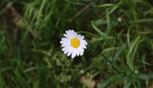 マーガレット（木春菊）Argyranthemum frutescens (4)