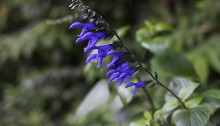 サルビア・ガラニティカ Salvia guaranitica (2)