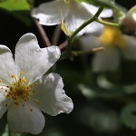 のいばら（野茨）Rosa multiflora (4)