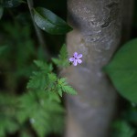 ひめふうろう（姫風路）Geranium robertianum (5)