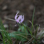 かたくり（片栗）Erythronium japonicum (4)