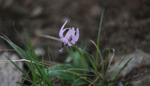 かたくり（片栗）Erythronium japonicum (4)